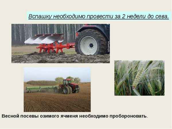 Технология выращивания ярового и озимого ячменя