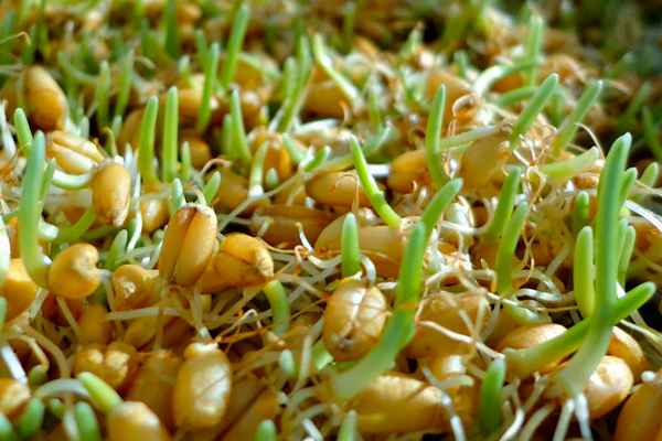 Как проращивать ячмень для еды