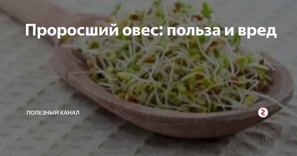 Лечебные свойства пророщенного овса, его польза и вред для человека