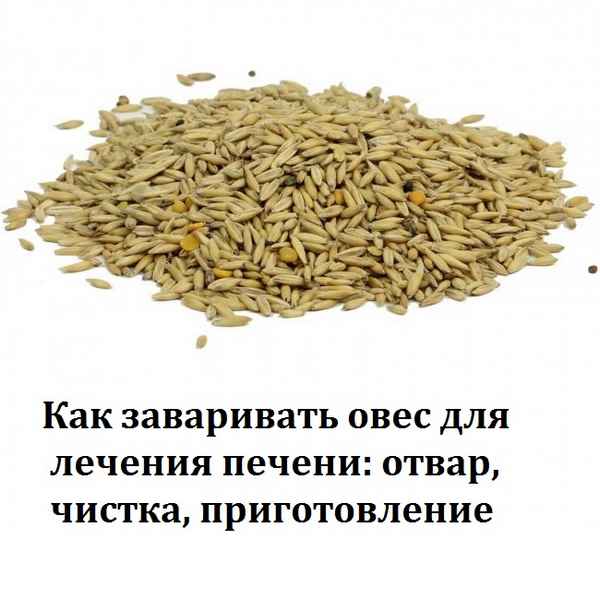 Овёс для лечения и чистки печени