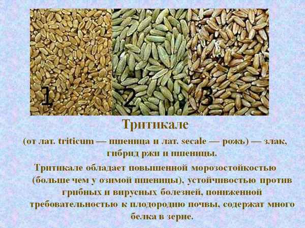 Описание и хаpaктеристики тритикале