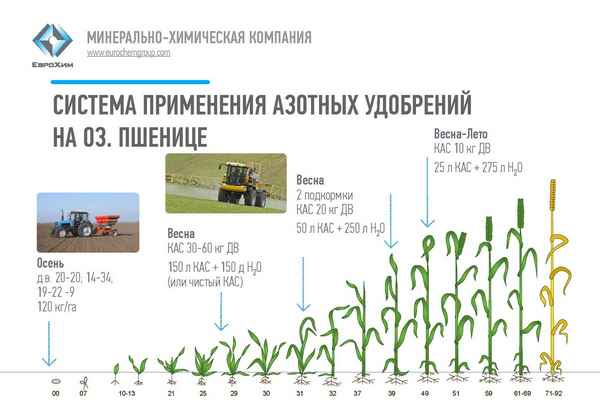 Описание озимой пшеницы, её выращивание и применение
