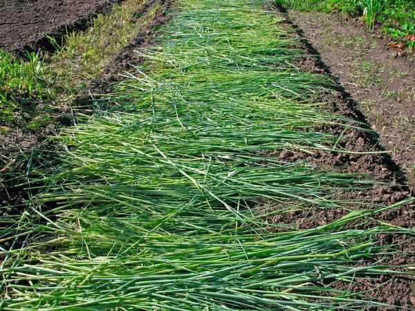 Как сажать овёс в качестве сидерата осенью