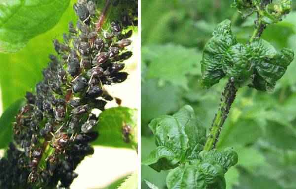 Как бороться с муравьями на калине