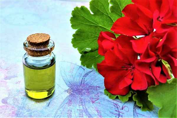 Эфирное масло герани: полезные свойства, применение в домашних условиях