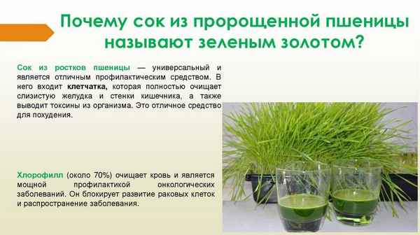 Вспомогательные свойства сока проросшей пшеницы