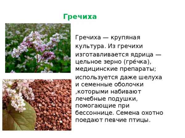 Выделение нектара с гречихи и время его сбора