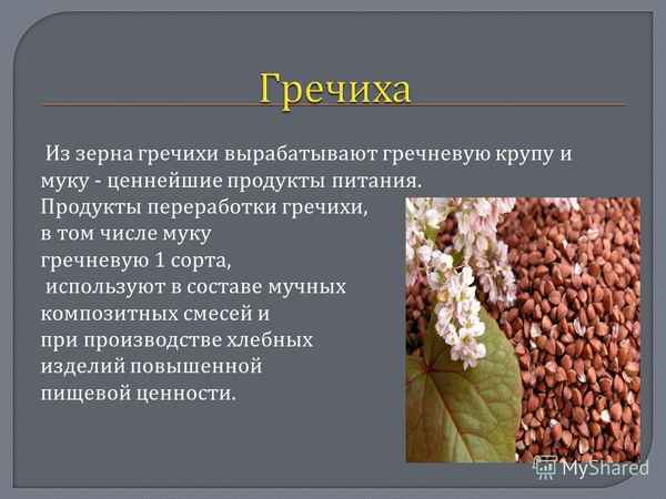 Описание роста гречихи