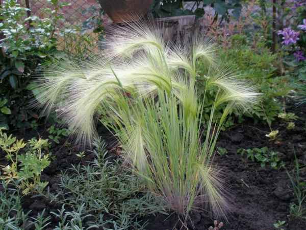 Выращивание и уход за ячменём гривастым, его описание и применение