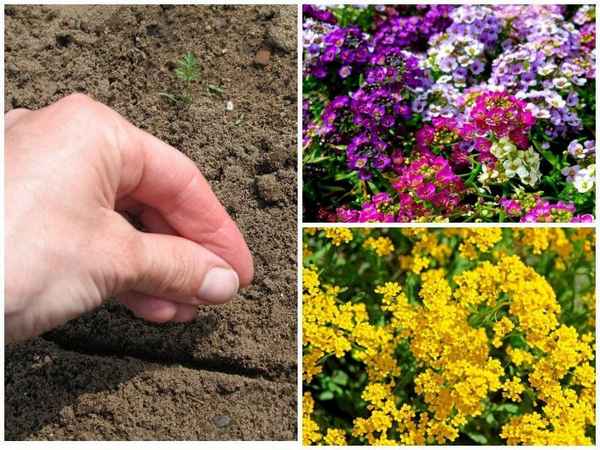 Алиссум: особенности посадки и ухода за цветком