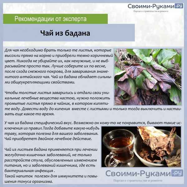 Польза, приготовление и употрeбление чая из листьев бадана