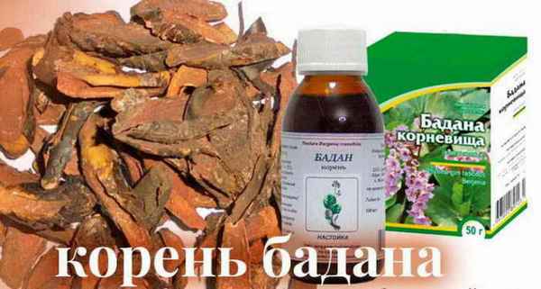 Лечебные свойства и противопоказания корня бадана