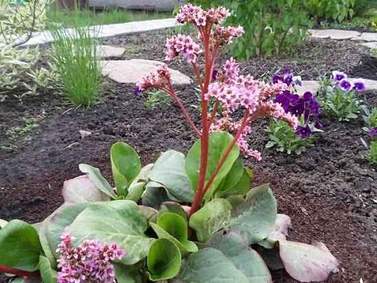 Пересадка бадана: оптимальное время года, технология