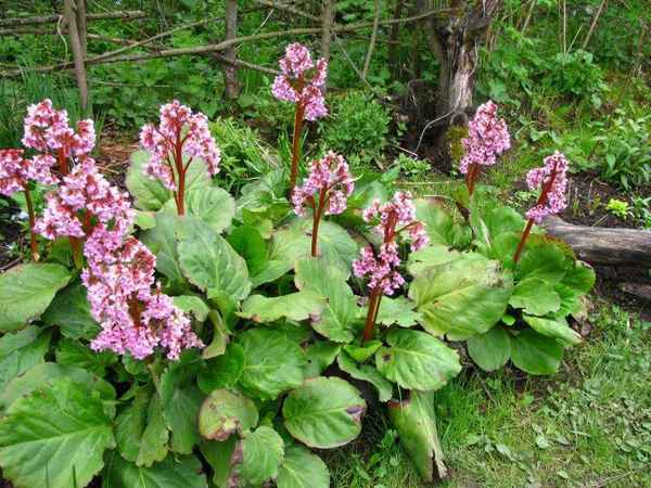 Бадан толстолистный для открытого грунта