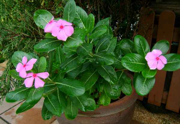 Выращивание и уход за барвинком в домашних условиях