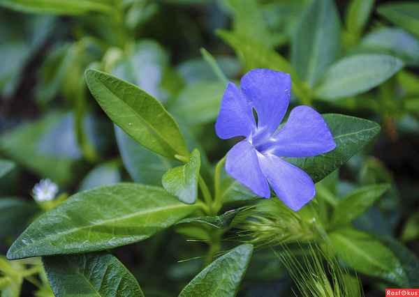 Особенности применения растения барвинка при лечении