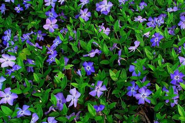 Барвинок малый: описание, посадка и уход в открытом грунте