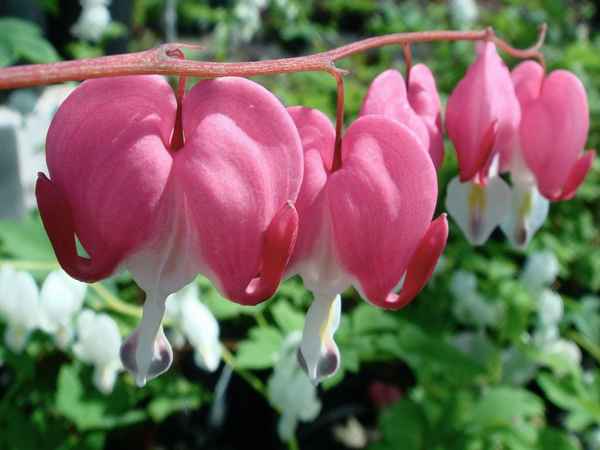 Дицентра: описание, посадка и уход