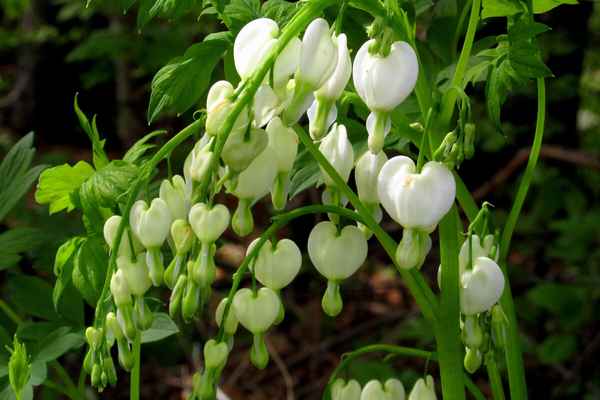 Описание дицентры Альба