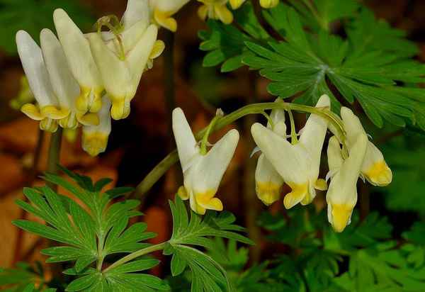 Дицентра — виды и сорта