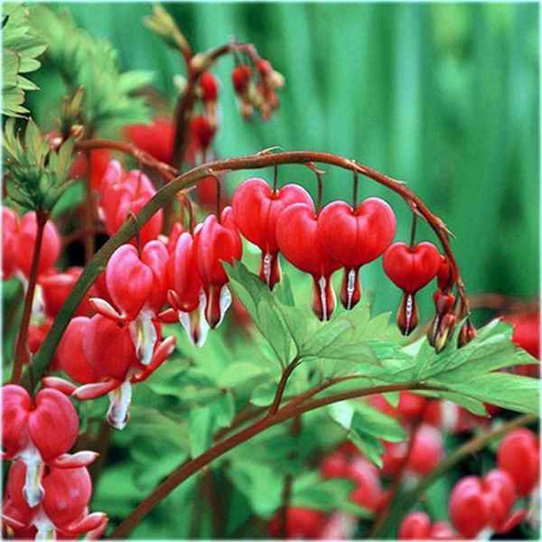 Дицентра великолепная: описание рода