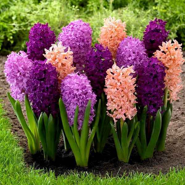 Гиацинт: описание, виды, особенности выращивания