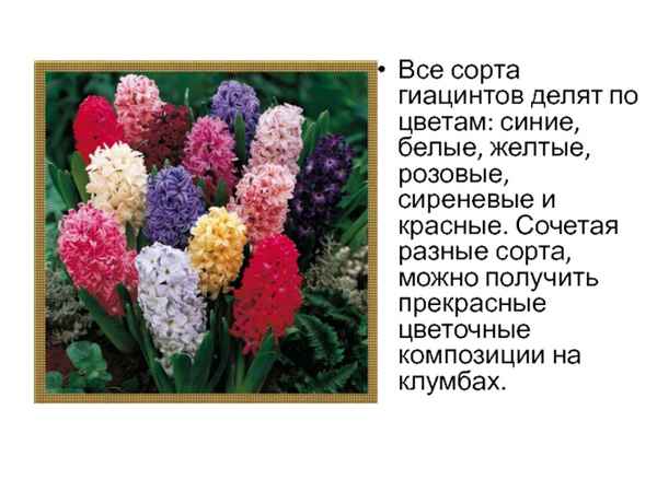 Описание видов и сортов гиацинтов