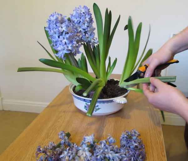 Что делать дальше с гиацинтом, когда он отцвёл