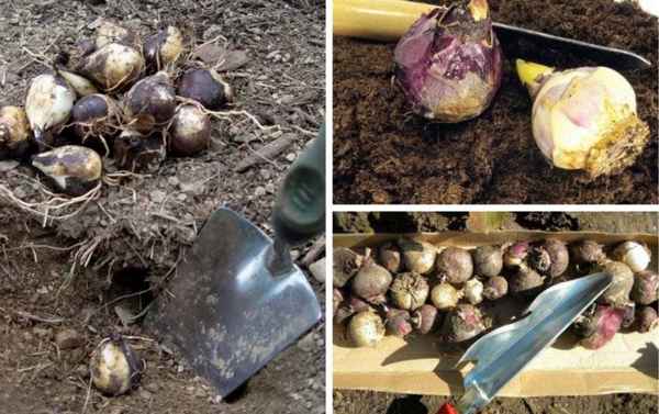 Особенности выкапывания гиацинтов после цветения в открытом грунте