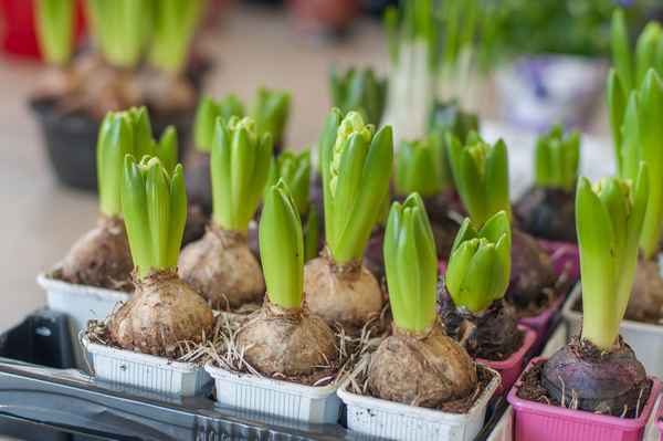 Пошаговая инструкция выгонки гиацинта в домашних условиях