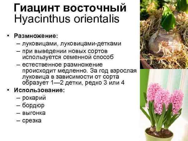 Особенности размножения гиацинта