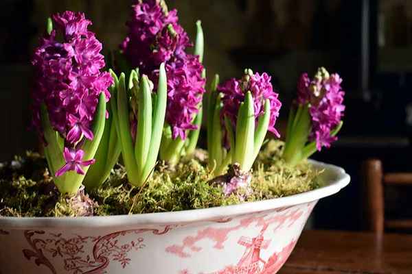 Выгонка гиацинтов к 8 марта