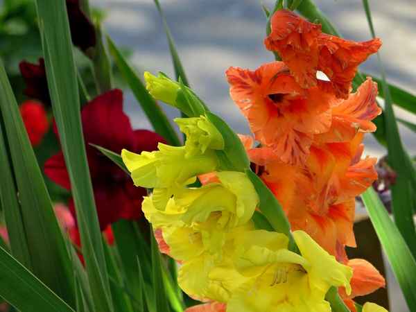 Цветы, растущие во дворе и похожие на гладиолус