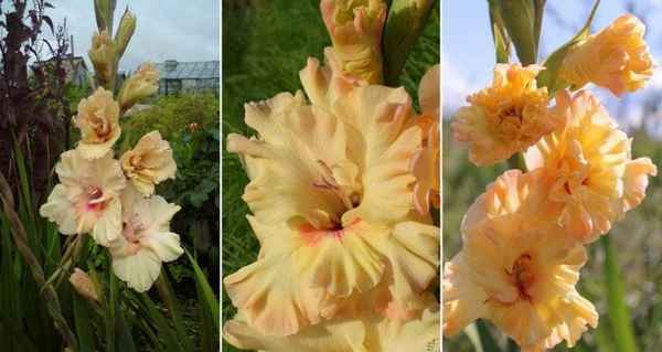 Описание гладиолуса Майя Плисецкая, посадка растения и последующий уход за ним