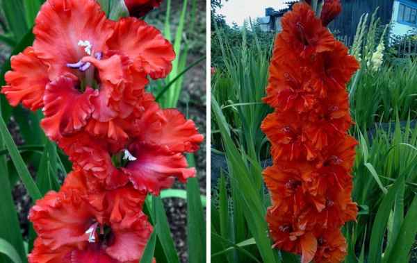 Гладиолус сорта Омск, описание и особенности ухода