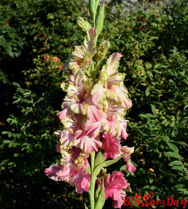 Описание гладиолуса сорта Прага, посадка и уход