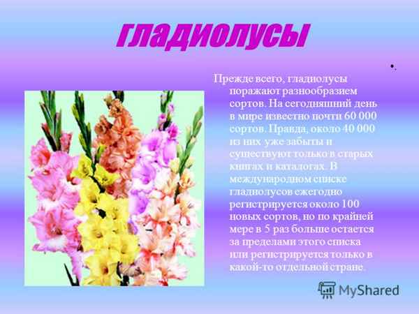 Почему гладиолусы меняют цвет