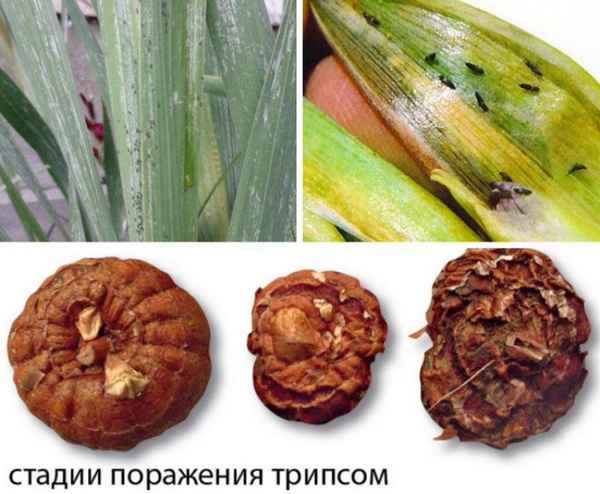 Профилактика болезней и борьба с вредителями гладиолусов