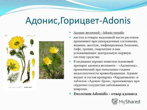Лечебные свойства адониса (горицвета) весеннего