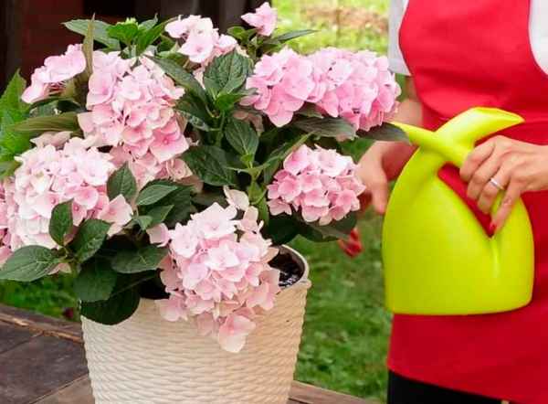 Выращивание жасминовой гортензии в домашних условиях