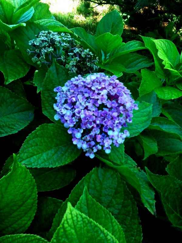 Описание пильчатой гортензии, посадка и уход за ней