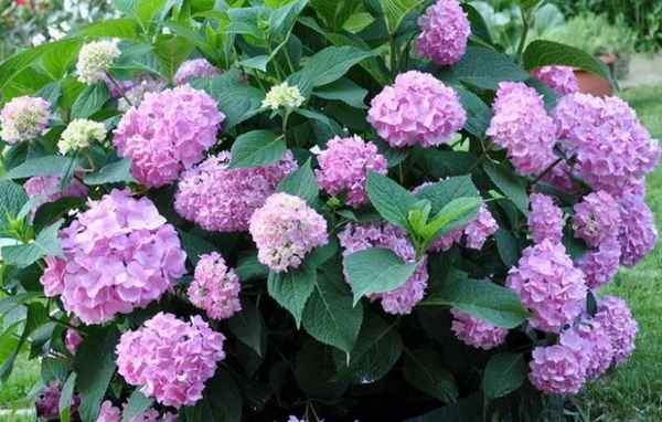 Гортензия Со Лонг Рози: описание, особенности посадки и ухода