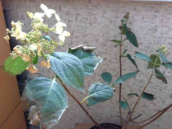 Что делать, если у гортензии чернеют и сохнут листья