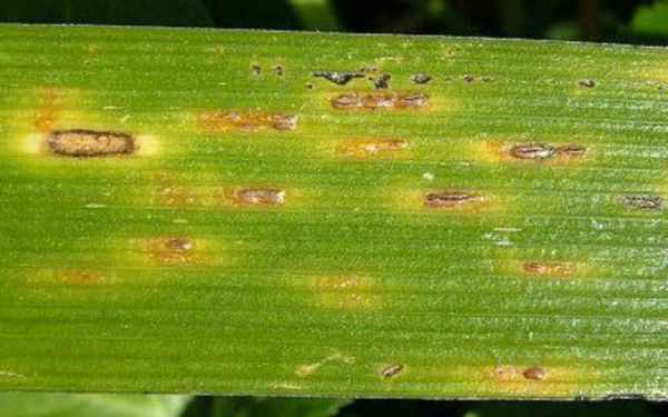 Болезни ирисов и их вредители, профилактика и борьба