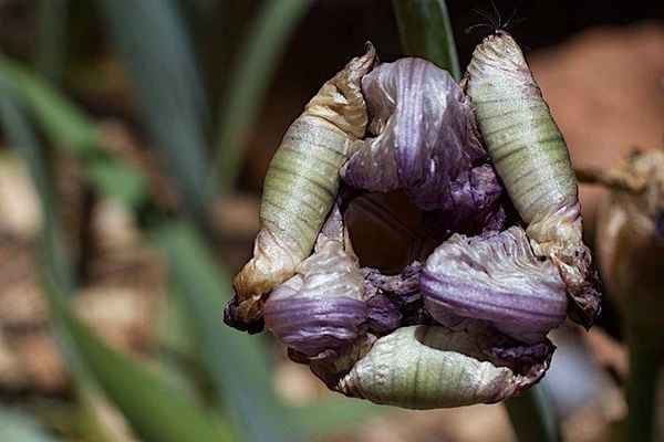 Болезни ириса: причины и методы лечения