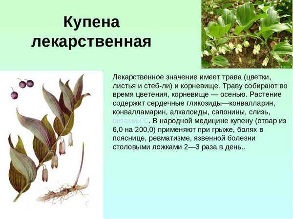 Что такое купена — описание и свойства