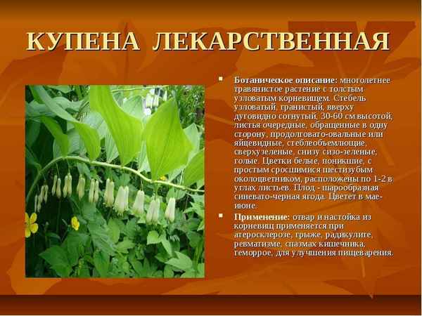 Купена лекарственная: лечебные свойства и применение