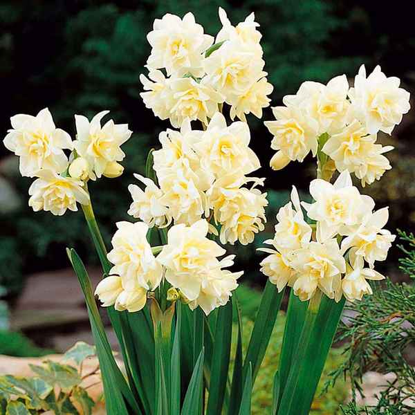 Виды нарциссов