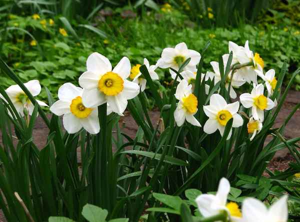 Описание нарцисса обыкновенного