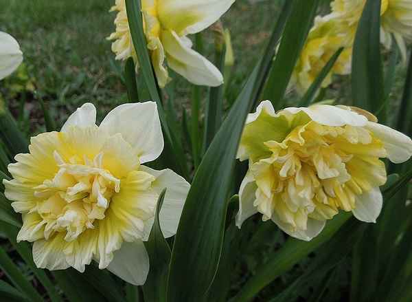 Махровые нарциссы, особенности лучших сортов